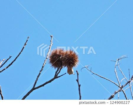 樹上留下的栗子 124900227