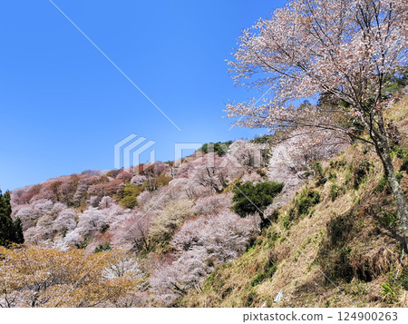 World Heritage Site Yoshino Omine's cherry blossoms in full bloom World Heritage Site Yoshino Omine's cherry blossoms in full bloom 124900263