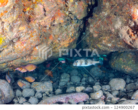 石垣河豚（刺魨科）、波松魨（魷魚科）、南波魨（魨科）及其他 Hirizo 124900267