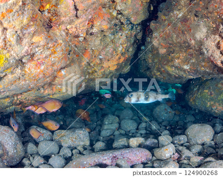 Ishigaki pufferfish (Porcupine fish family), Namimatsukasa (Squid fish family), Minamihatanpo (Pycnonotidae family), and other Hirizo 124900268