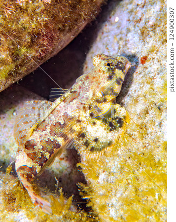Cute juveniles of the silver-spotted scorpionfish (family Scorpionidae) and others. Hirizohama Nakagi Minamiizu Town Izu Peninsula Shizuoka Prefecture 2024 Cute juveniles of the silver-spotted scorpionfish (family Scorpionidae) and others. Hirizohama Nakagi Minamiizu Town Izu Peninsula Shizuoka Prefecture 2024 124900307