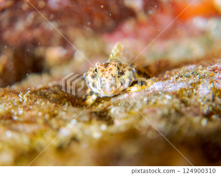 Cute juveniles of the silver-spotted scorpionfish (family Scorpionidae) and others. Hirizohama Nakagi Minamiizu Town Izu Peninsula Shizuoka Prefecture 2024 Cute juveniles of the silver-spotted scorpionfish (family Scorpionidae) and others. Hirizohama Nakagi Minamiizu Town Izu Peninsula Shizuoka Prefecture 2024 124900310