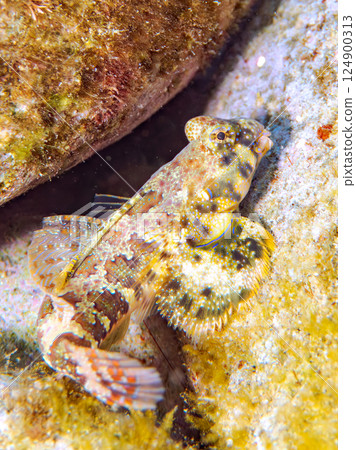 可愛的幼年蠹魚（Polytrichum commune 科）等等。 Hirizohama Nakagi 南伊豆鎮 伊豆半島 靜岡縣 2024 124900313