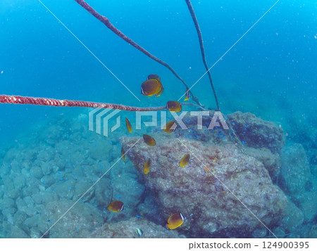Beautiful schools of Moorish idols, butterflyfish, blue damselfish, goatfish and more 124900395