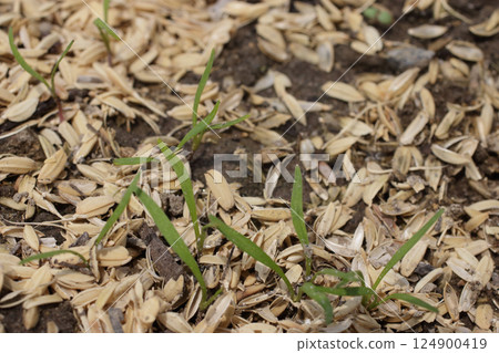 胡蘿蔔發芽 124900419