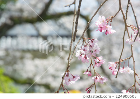 小田原城公園的垂枝櫻花樹的特寫 小田原城公園的垂枝櫻花樹的特寫 124900503