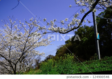 Sakura and rape flower and blue sky 124900546