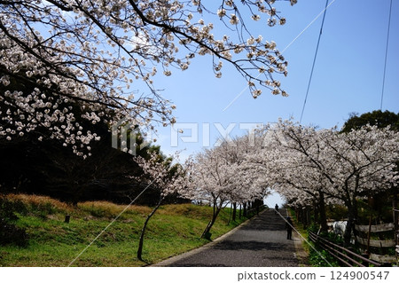 Cherry blossom tunnel 124900547