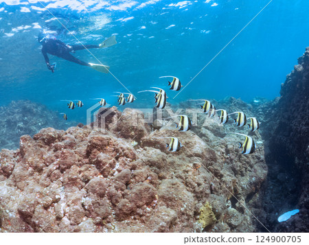 A flock of beautiful Moorish idols (Pycnonotidae) and others. Hirizohama Nakagi Minamiizu Town Izu Peninsula Shizuoka Prefecture 2024 A flock of beautiful Moorish idols (Pycnonotidae) and others. Hirizohama Nakagi Minamiizu Town Izu Peninsula Shizuoka Prefecture 2024 124900705
