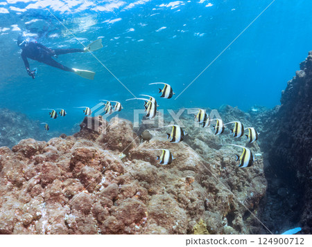 一群美麗的摩爾偶像（Pycnonotidae）和其他偶像。 Hirizohama Nakagi 南伊豆鎮 伊豆半島 靜岡縣 2024 124900712