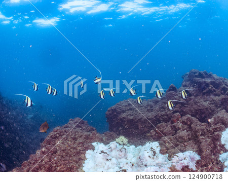 A flock of beautiful Moorish idols (Pycnonotidae) and others. Hirizohama Nakagi Minamiizu Town Izu Peninsula Shizuoka Prefecture 2024 124900718