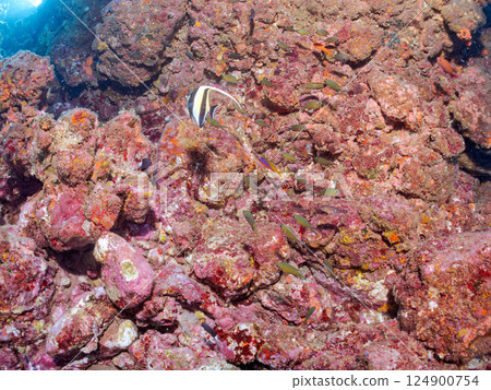 角魨、假蝎子魚、黃斑雀鯛和其他魚類群。 Hirizohama Nakagi 南伊豆鎮 伊豆半島 靜岡縣 2024 角魨、假蝎子魚、黃斑雀鯛和其他魚類群。 Hirizohama Nakagi 南伊豆鎮 伊豆半島 靜岡縣 2024 124900754