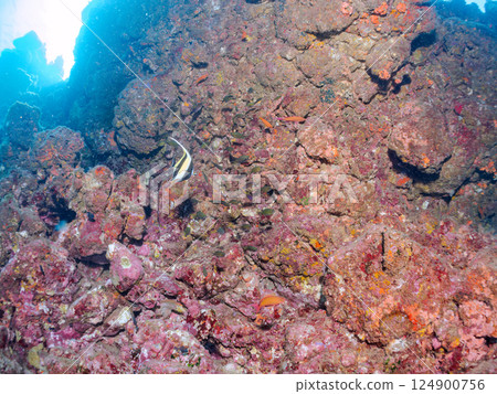 角魨、假蝎子魚、黃斑雀鯛和其他魚類群。 Hirizohama Nakagi 南伊豆鎮 伊豆半島 靜岡縣 2024 124900756
