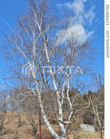 白樺樹，樹幹呈白色，樹葉落葉 124900788