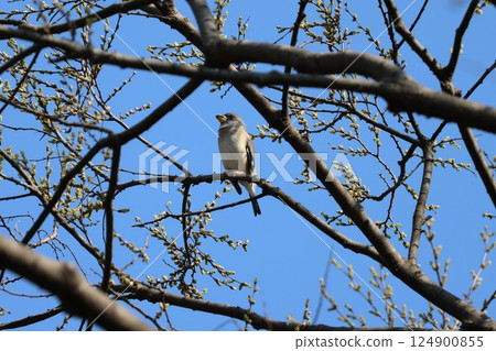 Spring, a female common hawk migrating 124900855