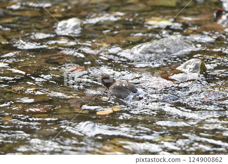 Dippers searching for food in the mountain streams of the Shiretoko Peninsula, Hokkaido 124900862