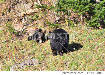 A mother and child brown bear eat salmon by a river in the Shiretoko Peninsula, Hokkaido A mother and child brown bear eat salmon by a river in the Shiretoko Peninsula, Hokkaido 124900885