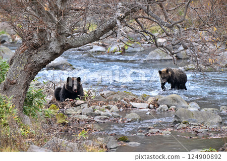 A mother and child brown bear eating salmon on the banks of a mountain stream in the Shiretoko Peninsula, Hokkaido 124900892