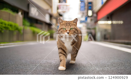 城市裡行走的貓 124900929