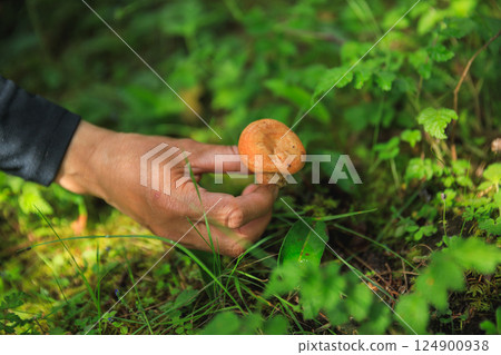 Hand picking mushroom in forest 124900938