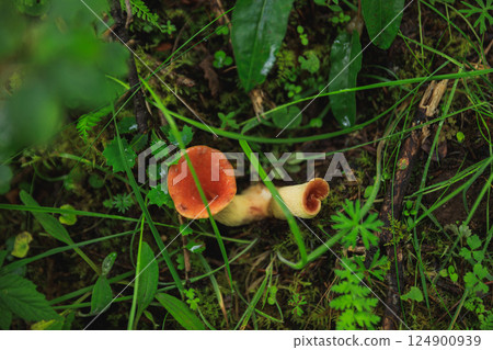 Mushrooms grow in summer forest 124900939