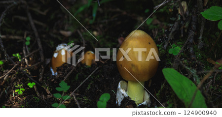 Amanita caesarea, orange mushroom edible in forest of China 124900940
