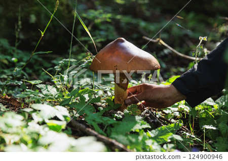 Amanita caesarea, orange mushroom edible in forest of China 124900946