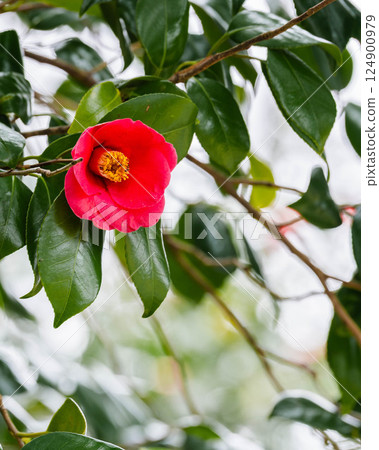 盛開的山茶花 124900979