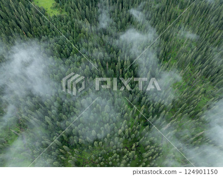 Aerial view of beautiful high altitude forest landscape 124901150