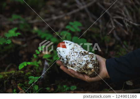 Amanita caesarea, orange mushroom edible in forest of China 124901160