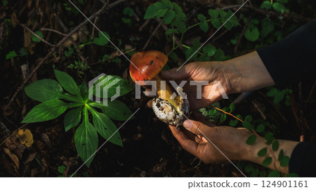 Amanita caesarea, orange mushroom edible in forest of China 124901161
