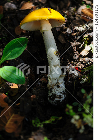 Yellow wild mushroom growing in forest 124901175
