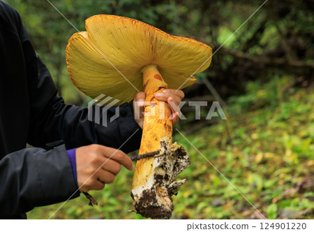People hold amanita caesarea, orange mushroom edible in forest of China 124901220