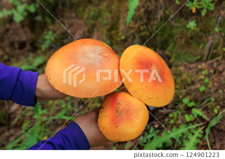 People hold amanita caesarea, orange mushroom edible in forest of China 124901223