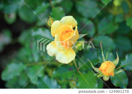Autumn Rose Garden: Cute Gold Bunny Flowers Autumn Rose Garden: Cute Gold Bunny Flowers 124901278