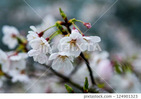 Sakura Somei Yoshino (Yoshino cherry tree) Sakura Somei Yoshino (Yoshino cherry tree) 124901323