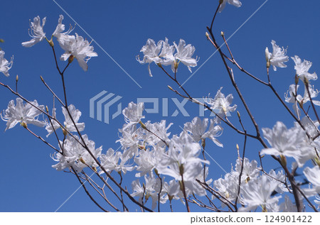 日式花園的春天：杜鵑花 124901422