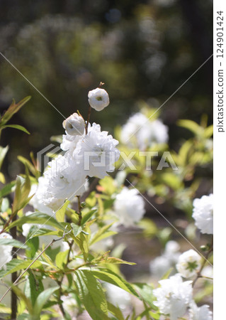 Japanese Garden Spring 2025 124901424