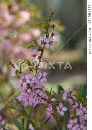 Japanese Garden Spring 2025 124901425