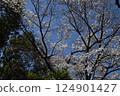 Japanese Garden Spring 2025 124901427