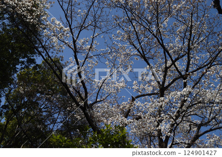Japanese Garden Spring 2025 124901427