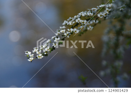 日本庭園的春天：繡線菊 124901429