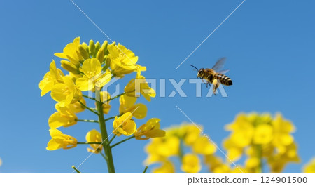 油菜花和蜜蜂 124901500