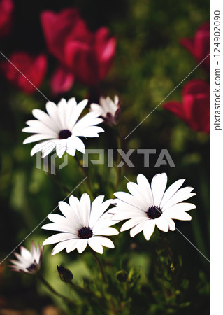 Wild beautiful flowers in a sunny spring day 124902090