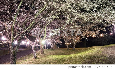 Cherry blossoms at night 124902322