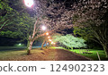Cherry blossoms at night 124902323