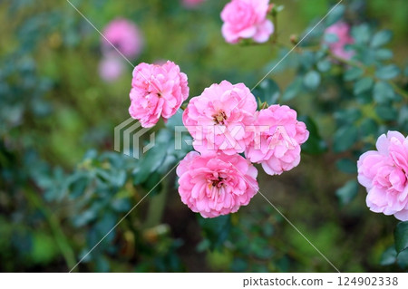 Autumn Rose Garden: Cute Bonica '82 Flowers 124902338