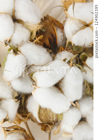 棉球、棉質材料 124902395