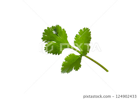 Cilantro, white background Cilantro, white background 124902433