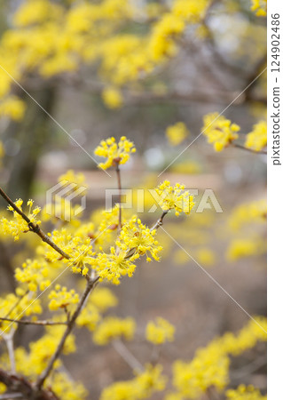 Flower of Sanshui 124902486